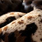 Close-up texture detail of vegan cowhide faux fur pillow cover showing brown black and white pattern